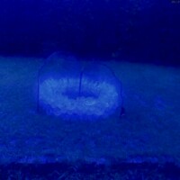 Rev{o,e}l{u,a}tions series, 2018